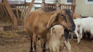 Orta boy, süt çiftliğinde saman çiğneyen, memeden süt içen, kuyruğunu sallayan ve sürü tahılla beslenirken çekilen bir çocuk yok.
