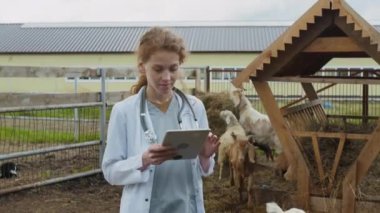 Beyaz paltolu beyaz bir veteriner kadın veteriner sığır ağılında durup keçilerin samanlıkta otlamasını seyrediyor ve aile çiftliğini incelerken tablete rapor kağıtlarını dolduruyor.