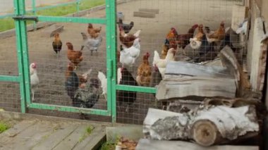 Aile çiftliğindeki tel çitlerin arkasında başıboş dolaşan ve ön planda yakacak odun yığını olan çok renkli yerli tavuk sürüsünden kimse vurulmadı.