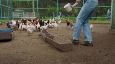 Kot pantolon giyen genç bir kadın çiftçi, tavuk yemlerini yalakalara dökerken ve aç kuşlar yemek için koşarken, aile çiftliğinde rutin işleri yaparken.