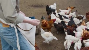 Tanınmayan kadın çiftlik işçisinin orta açı görüntüsü. Avuçlarını çantadan bele kadar kümes hayvanlarıyla dolduruyor ve istekli tavuklar için etrafa serpiştiriyor.