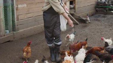 Tulumlu, lastik botlu, tanınmayan bir erkek çiftlik işçisinin orta boy vücut görüntüsü. Avuç dolusu kümes hayvanını bel çantasından yemliğe fırlatıyor.
