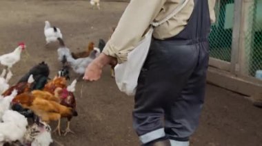 Tulumlu ve lastik çizmeli isimsiz bir erkek çiftçinin orta boy arka çekimi. Avluda geziniyor, bir avuç dolusu kümes hayvanını yemliğe serpiştiriyor.