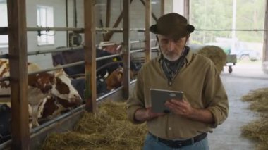 Orta yaşlı, gri saçlı, beyaz erkek çiftçinin çiftlikte kovboy şapkası giyen, ahırda saman yiyen inekleri kontrol eden, tablet bilgisayara notlar alan orta boy resmi.
