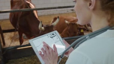 Beyaz önlüklü kadın veteriner doktorunun aile çiftliğindeki çiftlik ambarında dikilirken, inekleri saman çiğnerken gözlemlerken, dokunmatik tablet üzerindeki kontrol listesini çizimlerle doldururken,