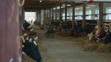 Beyaz ırktan yaşlı bir erkek çiftlik işçisi at arabasıyla sığır ahırında dolaşırken, besin karışımı taşırken, süt inekleri tarafından durdurulurken, samanların tepesinde kürek çekerken.