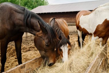 Üç at, çitle çevrili açık havada samanlığın tadını çıkarırken ahşap ahır yapının yanında yeşil arka planda sakin kırsal bir manzara yaratıyor.