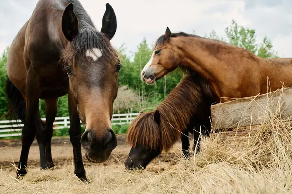 stock image Horses feeding near hay stack in rural countryside with green trees in background and white fence around the area creating peaceful pastoral scene