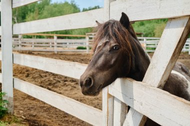 Ahşap çitin yanında duran at, arka planda ağaçların olduğu geniş bir arazide etrafı gözlemliyor.