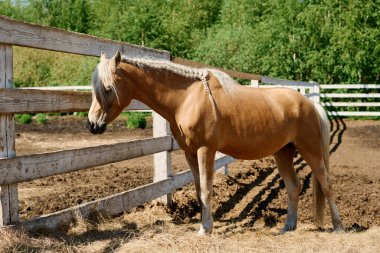 Açık kahverengi at, ahşap çitlerle çevrili, güneşli bir çayırda huzur içinde otluyor, yemyeşil ağaçların ve açık gökyüzünün zeminine kuruluyor.