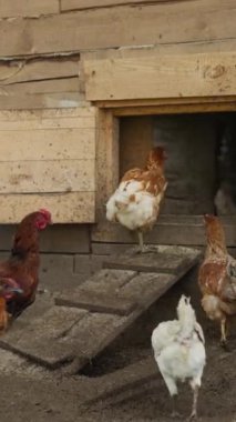 Ortalama hiç kimse, organik aile çiftliğinde dolaşırken tavuk kümesine doğru tahta merdivenden çıkan horozları ve tavukları dikey çekemez.