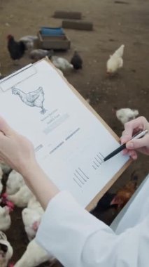Organik aile çiftliğinde beyaz önlüklü, tanınmayan kadın veteriner ellerinin dikey yakın çekimi, teftiş sırasında ızgara sağlık kontrolü yapıyor.