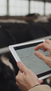 Süt ineği ahırında dikilen, dijital tablet üzerinde süt verimi grafikleri inceleyen ve çiftlikte çalışırken tanınmayan erkek çiftçinin dikey yakın çekimi.