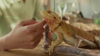 Egzotik hayvan dükkanından alıp eve getirdikten sonra sakin, rahat, kızıl sakallı ejderhanın pullu derisini ve sakalını okşayan genç bir kadının yakından çekilmiş resmi.