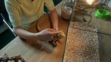 Üst düzey eller ve pullu omurgasını okşayan, çakıl taşları ve ultraviyole ışıklarla döşenmiş, akvaryumun yanında sakallı agama kertenkelesi başı olan genç bir kadının orta kısmı.