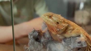 Kızıl sakallı kertenkele, teraryumdaki ahşap dalda oturuyor, ultraviyole ışığın altında güneşleniyor, sonra sürünüyor. İsimsiz bir kadın hayvan uyandırmak için cama vuruyor.