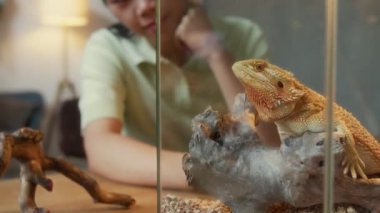 Orta boy kızıl sakallı kertenkele, teraryumdaki ahşap dalda dinleniyor, UV lambanın altında güneşleniyor, ve gülümseyen Asyalı kadın sahibi bulanık arka planda oturuyor ve evcil hayvanıyla konuşuyor.