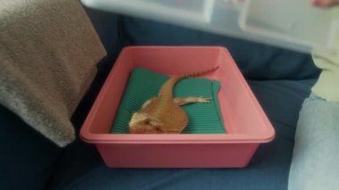İçinde kızıl sakallı kertenkele olan taşıyıcı konteynırın kapağını kapatan genç kadının elleri kelepçelerle güvence altına alındıktan sonra veterinere gitmek üzere yola çıktı.