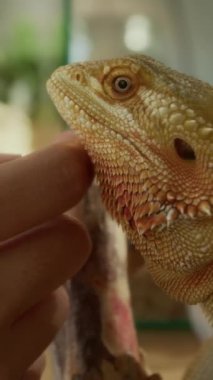 Evcil hayvan sahibinin parmaklarının dikey yakın çekimi sakin, sakallı, huzurlu yetişkin agama kertenkelesinin pullu çenesini okşarken evde dinleniyor.