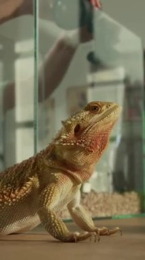 Kırmızı sakallı ejderha kertenkelesinin dikey yakın çekimi masada oturuyor, odayı kolaçan ederken, tanınmayan sahibi teraryumdaki ısı lambasını temizlikten sonra kuruyor.