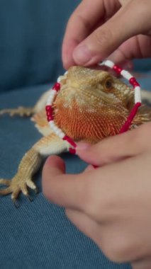 İsimsiz bir evcil hayvan sahibinin, sakallı kertenkeleye parlak, eğlenceli bir kolye takıp sıkarken çekilmiş vejetaryen fotoğrafları.