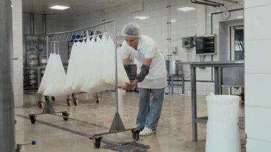 Erkek teknisyen süt işleme fıçısını taşırken beyaz üniformalı kadın peynir üreten, kurutma sıvılarını askıda sallandıran bir fabrika çalışanı.