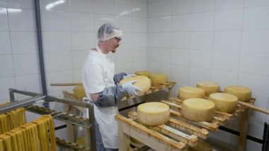 Beyaz önlüklü, eldivenli, gözlüklü beyaz erkek fabrika uzmanının olgunlaşmak için ahşap askıya yerleştirdiği büyük ölçekli peyniri olgunlaşma odasına götürdüğü orta boy.