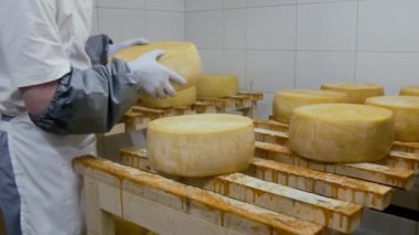 Beyaz önlüklü, eldivenli ve kollu isimsiz bir işçinin orta boy yavaş çekimi. Olgunlaştırma odasına büyük bir peynir tekerleği getiriyor ve ahşap rafa yerleştiriyor.