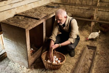 Modern kıdemli çiftçi çiftlik hayvancılığında çalışırken tahta kümeste çömelmiş taze yumurtaları sepete koyar.