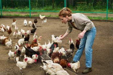 Çiftlik hayvanlarının çiftliğinde rutin işleri yaparken bahçedeki yalakalara tavuk yemi döken genç bir çiftçi.