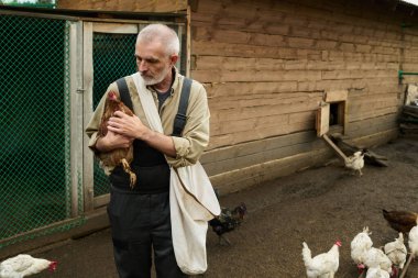 Önlüklü ve gömlekli kıdemli erkek çiftçi elinde kahverengi tavuğa bakarken ahşap kümesin kapısında dikiliyordu.