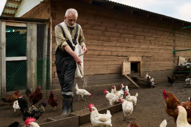 Koyu mavi tulumlu ve gri gömlekli yaşlı adam bahçedeki ahşap kümeste tavukları beslerken yemliğe yulaf döküyordu.