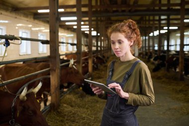 Genç kadın çiftçi, modern süt çiftliğindeki iki sıra ineğe karşı ayakta dururken tablette kayıyor.