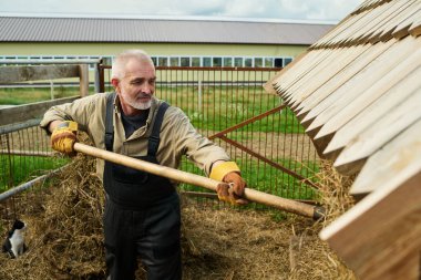 İş kıyafetlerindeki kıdemli erkek çiftçi yabayla samanı keçi sürüsü veya diğer sığır sürüleri için ahşap yemliğe koyuyor.