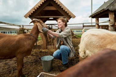 Çiftlik hayvanlarının bahçesinde çömelmiş otururken safkan keçiyi besleyen ve evcil hayvanı besleyen neşeli genç kadın.