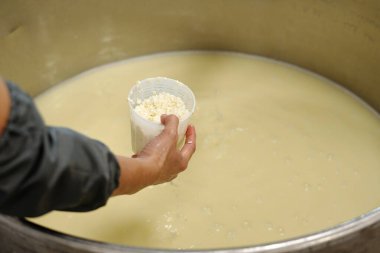 Peynir kültürü konteynırında el ele tutuşmak ve peynir yapma işlemi sırasında büyük bir fıçı süte içerik eklemek. Görüntü peynir yapımında önemli bir adım gösteriyor