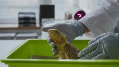 Veteriner kliniklerinin genç klinisyenlerinin eldivenli elleri yeşil evcil hayvan taşıyıcısının içindeki sevimli iguana 'nın sırtına dokunurken tıp bürosundaki hayvanları inceliyor.