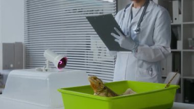 Şirin hasta iguana açık yeşil plastik evcil hayvan taşıyıcısında modern veterinerlerin iş yerinde laboratuvar önlüğü ve tıbbi eldiven giyip not alıyor ya da reçete yazıyor.