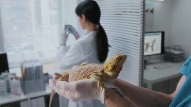 Tıbbi eldivenli erkek veteriner elleri hasta kertenkele tutarken laboratuvar önlüklü meslektaşı klinikte aşı yaparken ya da egzotik hayvanları aşılarken.