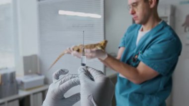Veterinerlik kliniklerinin klinikçilerinin elleri ve hastane ofisinde dikilen genç erkek doktorun tuttuğu hasta egzotik hayvanlara şırınga hazırlama eldivenleri.
