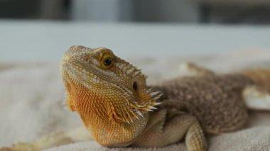 Klinikte ya da modern veteriner muayenehanesinde veteriner tarafından yapılan sağlık kontrolünden önce ya da sonra yumuşak havlunun üzerine uzanmış kameraya bakan sevimli, hasta, egzotik bir hayvan.