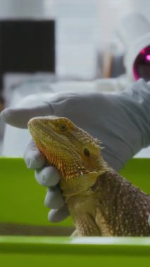 Genç veteriner kliniklerinin eldivenli elinin dikey resmi yeşil evcil hayvan taşıyıcısındaki sevimli iguana 'ya dokunurken tıp bürosundaki hayvanı inceliyor.