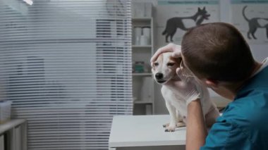 Modern veteriner kliniklerinin genç erkek doktoru. Tıbbi masadaki şirin Jack Russell Terrier 'ın gözlerini kontrol ediyor ve hastaları muayene ettikten sonra hasta hayvanlara sarılıyor.