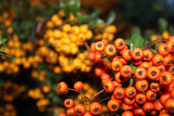 Pyracanta Arancione Tutto Sfondo Arbusto Pyracantha — Foto Stock