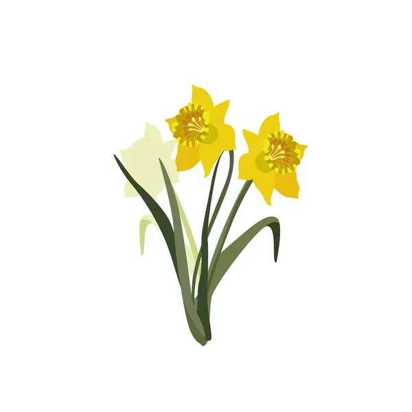 Flores Primavera Narciso Isolado Fundo Branco — Vetor de Stock