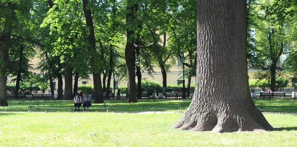 公园里的一棵高大的橡树 — 图库照片