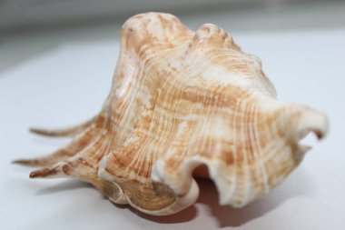 Bir deniz kabuğunun beyaz arka plana istiflenmesine odaklan