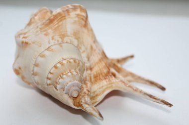 Bir deniz kabuğunun beyaz arka plana istiflenmesine odaklan