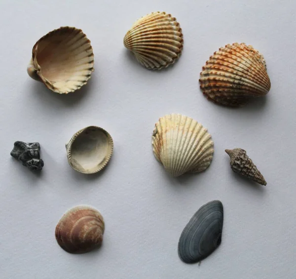 Set Clam Mollusc Shells Isolated White Background — Stock Photo, Image