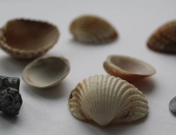 Set Clam Mollusc Shells Isolated White Background — Stock Photo, Image